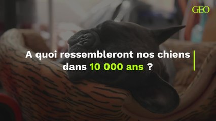 A quoi ressembleront nos chiens dans 10 000 ans ?