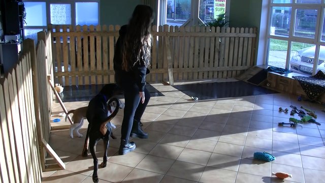 Psia Stefa - pierwsze psie przedszkole w Bydgoszczy