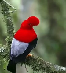 Burung merah langka di dunia