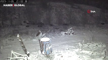 Yer Bilecik: Avcılardan kaçan domuzlar ayılara yem oluyordu