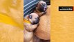Video: Ranskanbulldoggin pennut nukkuvat äitinsä kanssa on suloisin asia, jonka tulet näkemään tänään