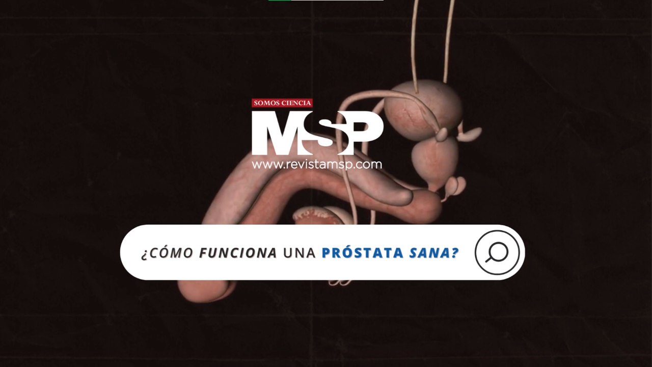 Así funciona una próstata sana y cómo prevenir el cáncer de próstata - #ExclusivoMSP