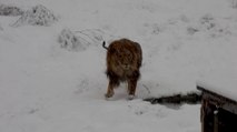 Kosovo’s Snowy Animal Sanctuary Puzzles Lion as Bears Opt for Food Over Hibernation