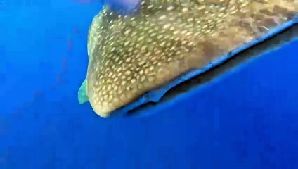 Un requin-baleine vient à leur rencontre