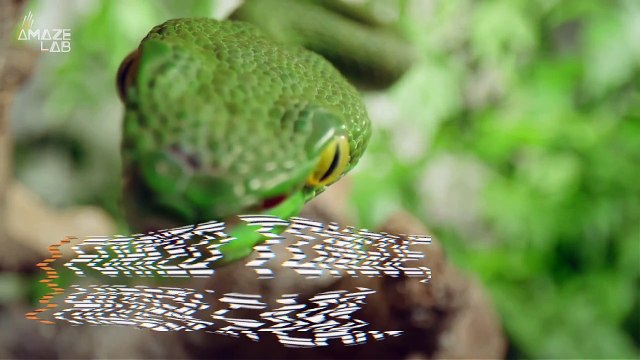 Are These Invisible Ears on Snakes More Critical For Their Survival Than Previously Thought?