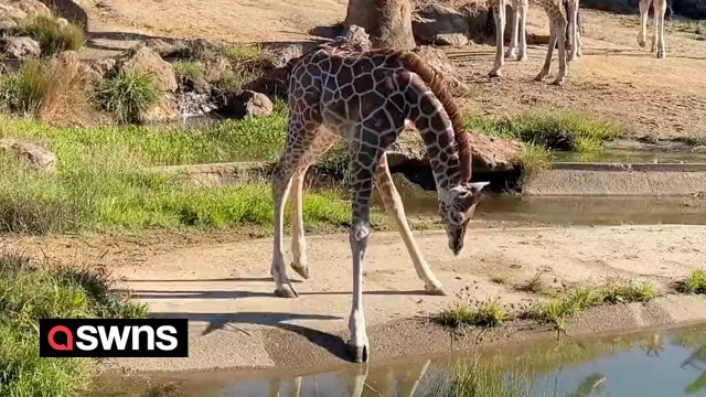 Baby giraffe struggles to drink water from pond because of its long legs