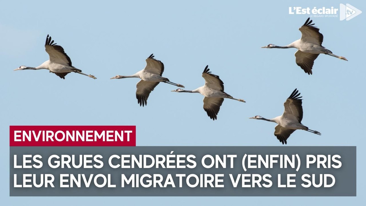 Grues cendrées : des conditions idéales pour les départs en migration