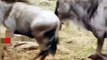 LIONs Have No Patience LIONESS Scared of Crazy LION LION Attack Wildebeest