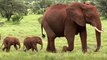Nacen elefantes gemelos en Kenia