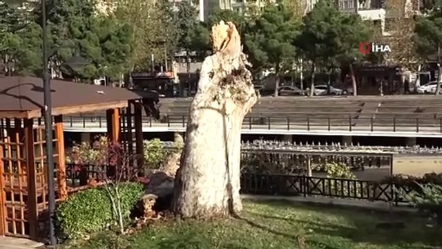 Amasya'da şiddetli fırtına asırlık çınarı devirdi