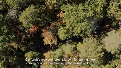 Restoring California's Redwood Forests_ Bringing B 2