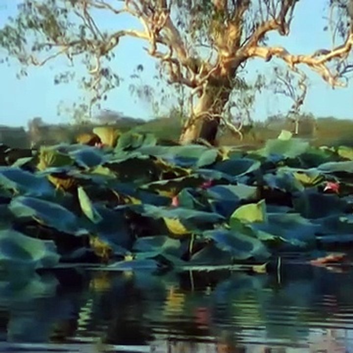 Australian Deadly Snakes || Wildlife sanctuary in Hindi || (join Channel and share video) #survival #adventure #series #documentary #hindi #video #wildlife #nature #animals