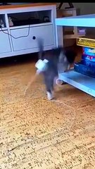Funny Cute Cat Videos #shorts #youtubeshorts #ytshorts @boxtoxtv @awwanimals _@Animals.House.