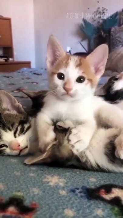 Funny animals 2023 - Funniest Cats and Dogs Video284 #shorts