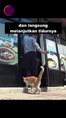 Kucing Liar Masuk Ke Restoran Yang Sama Hanya Untuk Tidur #shorts