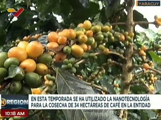 Gobierno de Yaracuy muestra resultados de la nanotecnología en la producción y cosecha de café