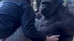 Gorilla hugs man at Howletts Wild Animal Park