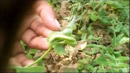 दैवीय आपदाओं से त्रस्त बुन्देलखण्ड के किसान की फसलों को इस बार इल्ली के प्रकोप ने किया नष्ट