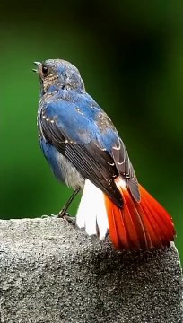 Plumbeous Water Redstart ). Small, sturdy songbird of fast-flowing streams and rivers.