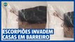 Escorpiões invadem casas e preocupam moradores no Barreiro em BH