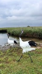 hese lovely Red-crowned Cranes , in Heilongjiang province, hope you all have a wonderful day. ❤️