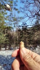 This brash and bold Eurasian Nuthatch  hopes you all have a wonderful day. ❤️