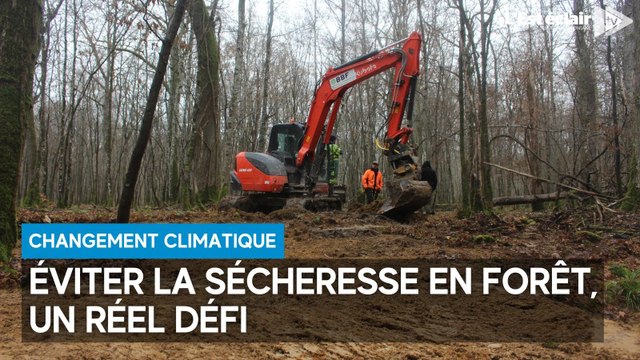Environnement : garder l’eau en forêt, un défi face au réchauffement climatique