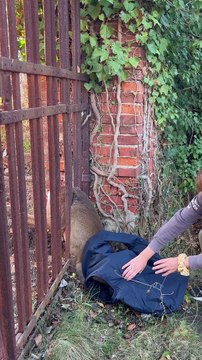 Rescuing a Deer Stuck in a Fence
