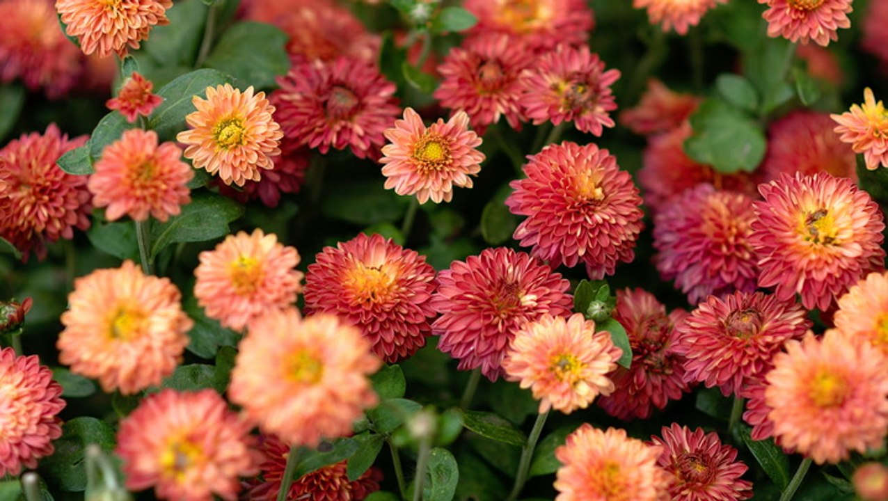 How and When to Cut Back Mums for the Best Blooms video Dailymotion