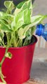 Recycled Leaf-Shaped Plastic For Watering Plants Upcycling Recycleplasticbottle