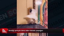 Sevdiği şarkıyla dans eden Kakadu papağan