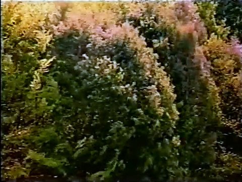 Microcosmos: Le peuple de l'herbe Bande-annonce (IT)