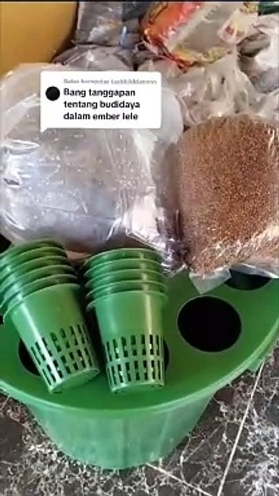 Kang, minta pendapatnya tentang BUDIDAMBER❗Berikut penjelasannya