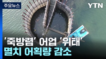멸치 씨 마른 남해 '죽방렴' 어업...30년 만에 처음 / YTN