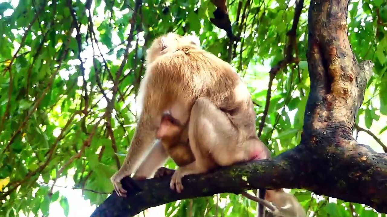 Jonas baby is fully fear, Jonas try to hold small branch of tree, Joanna rapidly to save (720p_25fps_H264-192kbit_AAC)