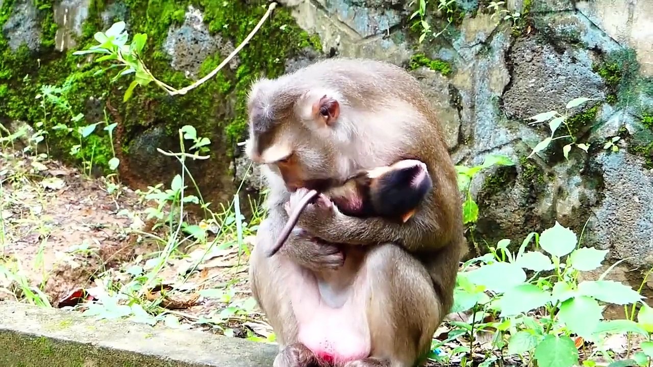 Just Baby Try Harder To Hold Mother Brenda, Brenda Remind Newborn Baby To Hold Her (720p_25fps_H264-192kbit_AAC)