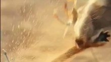 Moment to trick a mongoose with scorpion stings