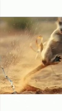 Moment to trick a mongoose with scorpion stings