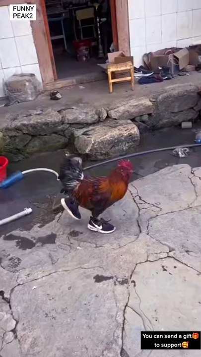 Fowl runs with Canvas