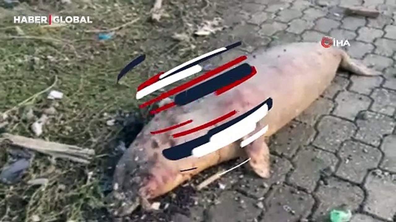 Hatay'da telef olmuş vaziyette görenler şaşkına döndü!