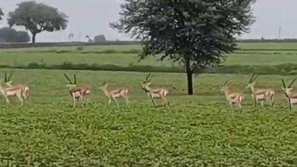 बारां: पश्चिमी विक्षोभ का असर, येलो अलर्ट जारी, देखें कैसा रहेगा मौसम