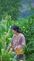 Today I went to the corn field and plucked heaps of corn from the orchard.