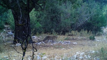 Bakan Yumaklı: Anadolu Parsı’nın izini sürmeye, neslini korumaya devam edeceğiz