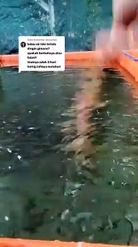 Musim redup, suhu air kolam dingin, apakah tidak berbahaya bagi ikan lele❓ Berikut penjelasannya