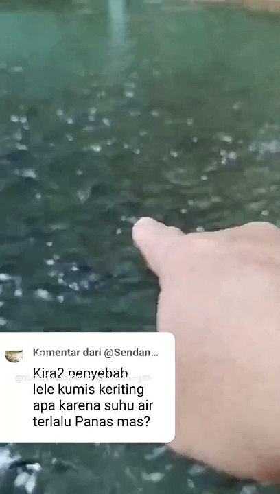 Ikan lele terkena penyakit KUMIS KERITING, bukan satu faktor saja melainkan banyak faktor