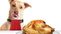 Thanksgiving: Diese gängigen Lebensmittel sind für Haustiere gefährlich