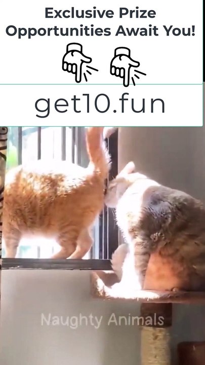 2Funniest Animals  New Funny Cats and Dogs Videos