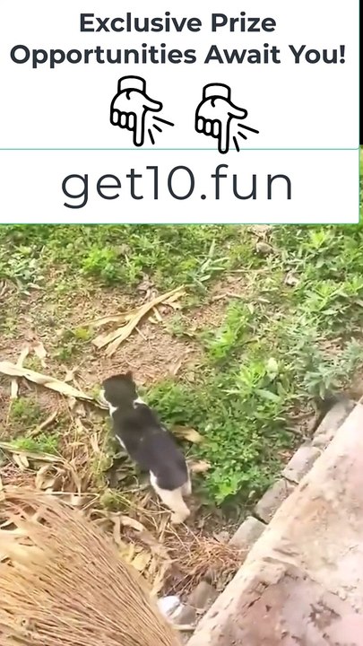 Funniest Animals  New Funny Cats and Dogs Videos 
