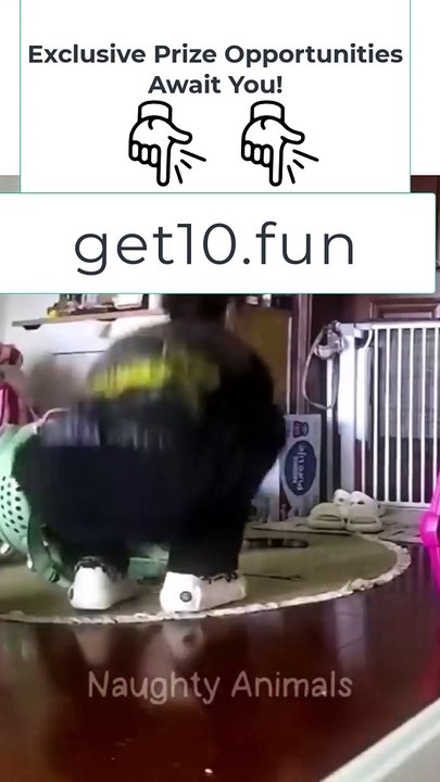 3 Funniest Animals  New Funny Cats and Dogs Videos 