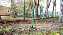 W Debicy zostało posadzonych kilkadziesiąt drzew i krzewów miododajnych